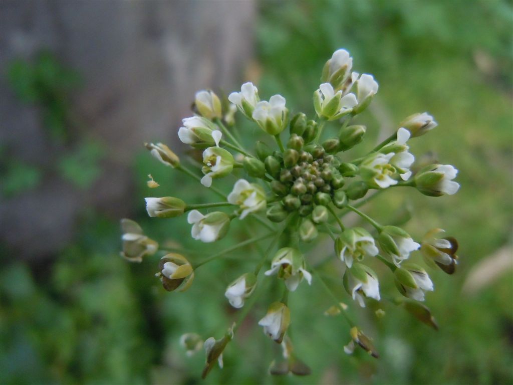 Capsella bursa-pastoris / Borsapastore comune